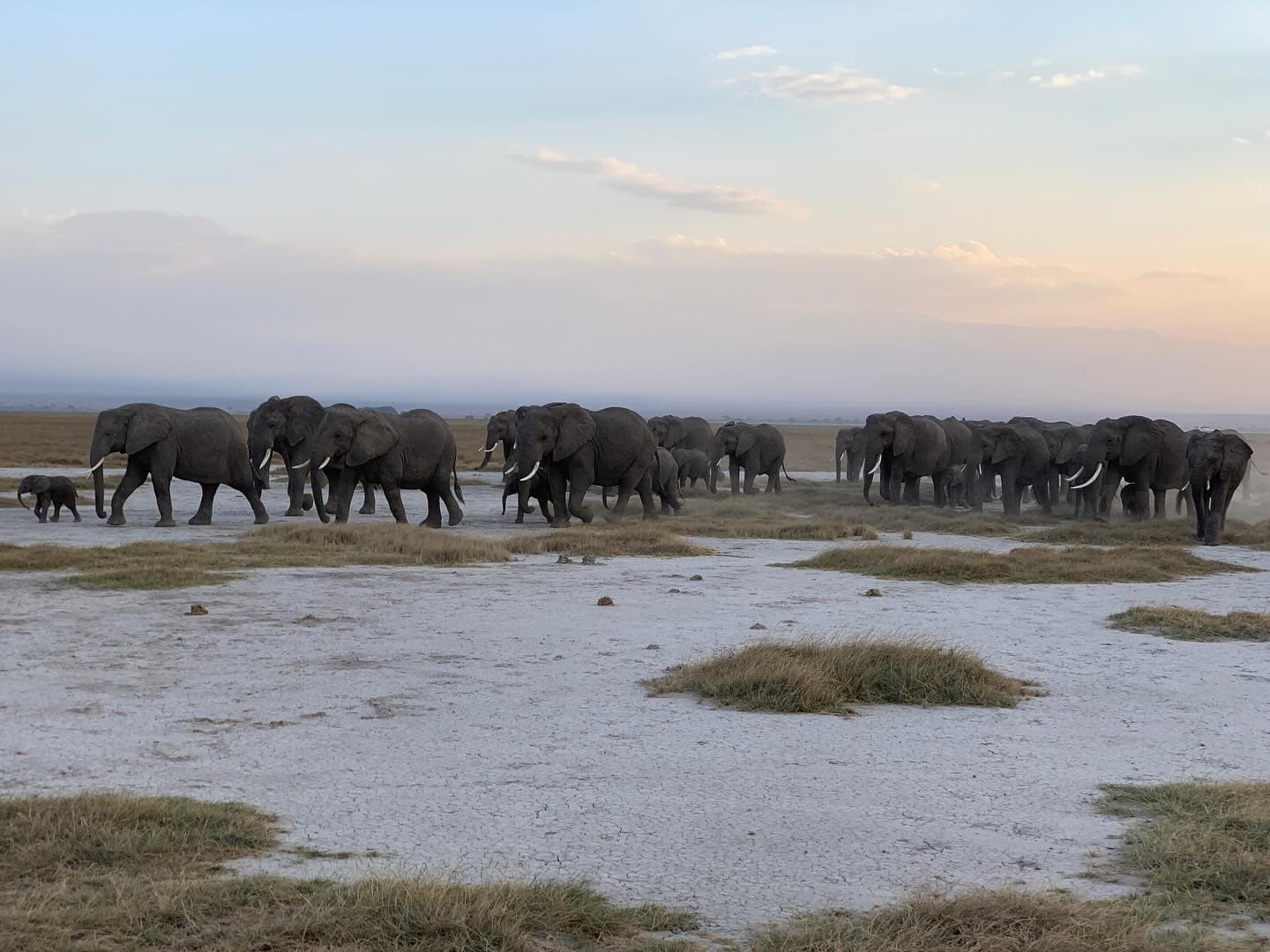 Elephant herd in Kenya