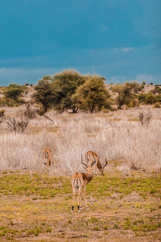 A group of gazelles grazing in the Tanzanian savanna under a vivid blue sky.