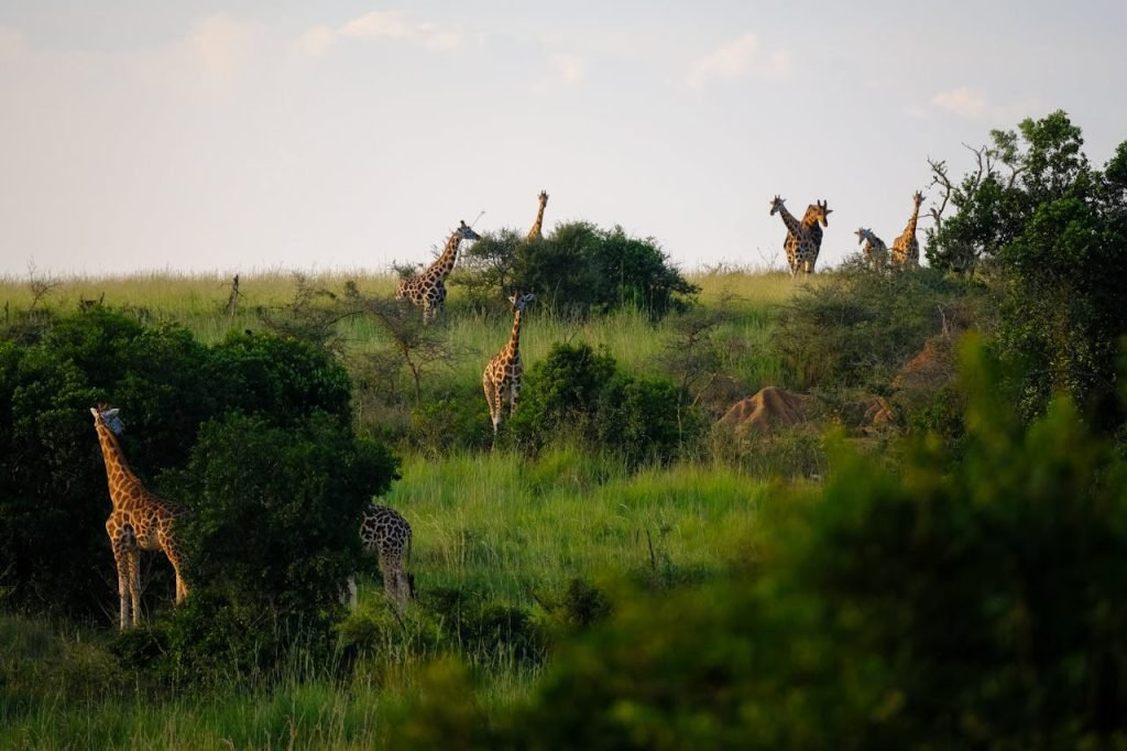 A group of giraffes grazing in the lush grassland of Ugandas savanna, showcasing natural wildlife beauty.